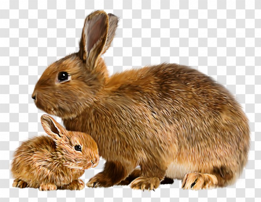 Mother Rabbit Flemish Giant Domestic Mini Lop - Child - Tube Transparent PNG