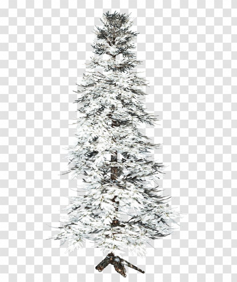 Tree Spruce Clip Art - Conifers - Vegetation Transparent PNG