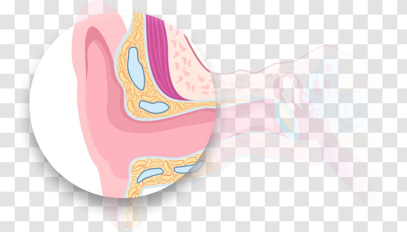 Pink M Ear - Cartoon - Outer Transparent PNG