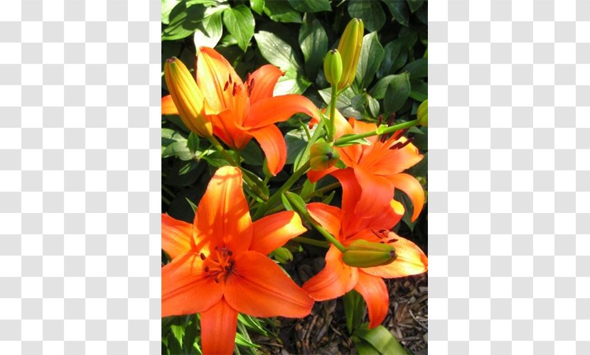 Amaryllis Cut Flowers Petal Daylily - Lily Orange Transparent PNG
