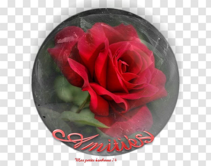 Garden Roses Valentina Теплоухова Daytime Явление - Magenta - Juse Transparent PNG