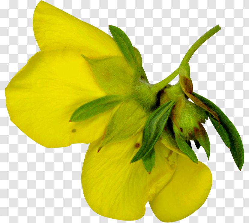Petal Light Photography - Flowering Plant Transparent PNG