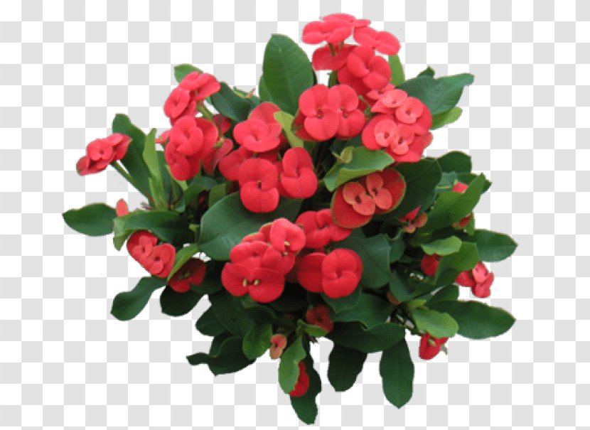 Garden Roses Crown-of-thorns Thorns, Spines, And Prickles Poinsettia Succulent Plant - Thorns Spines Transparent PNG