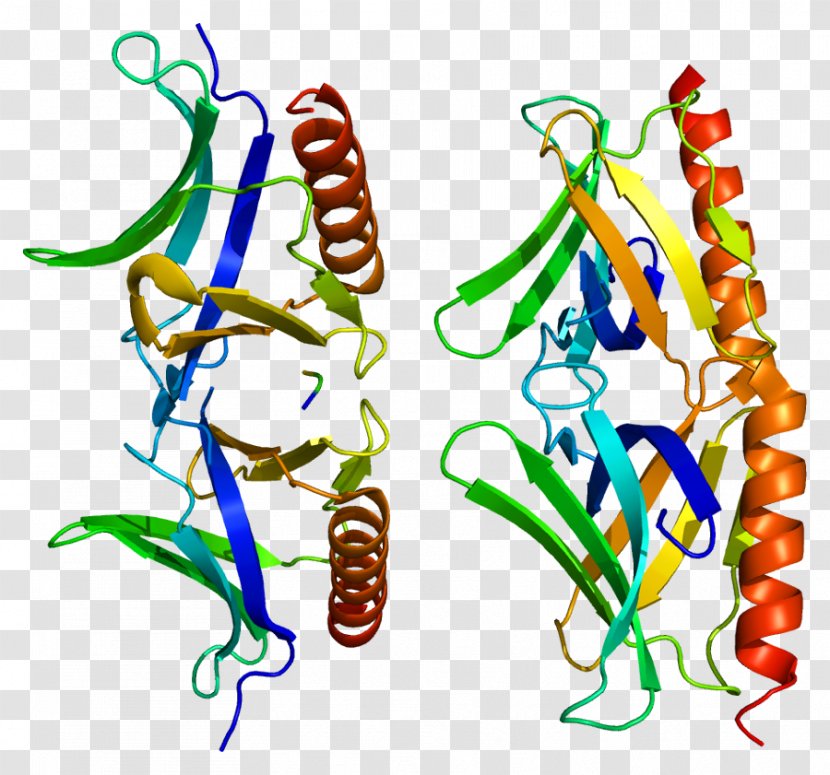 HOMER2 Scaffold Protein GeneCards - Frame Transparent PNG