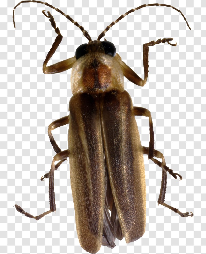 Beetle Firefly Arthropod - Insect Transparent PNG