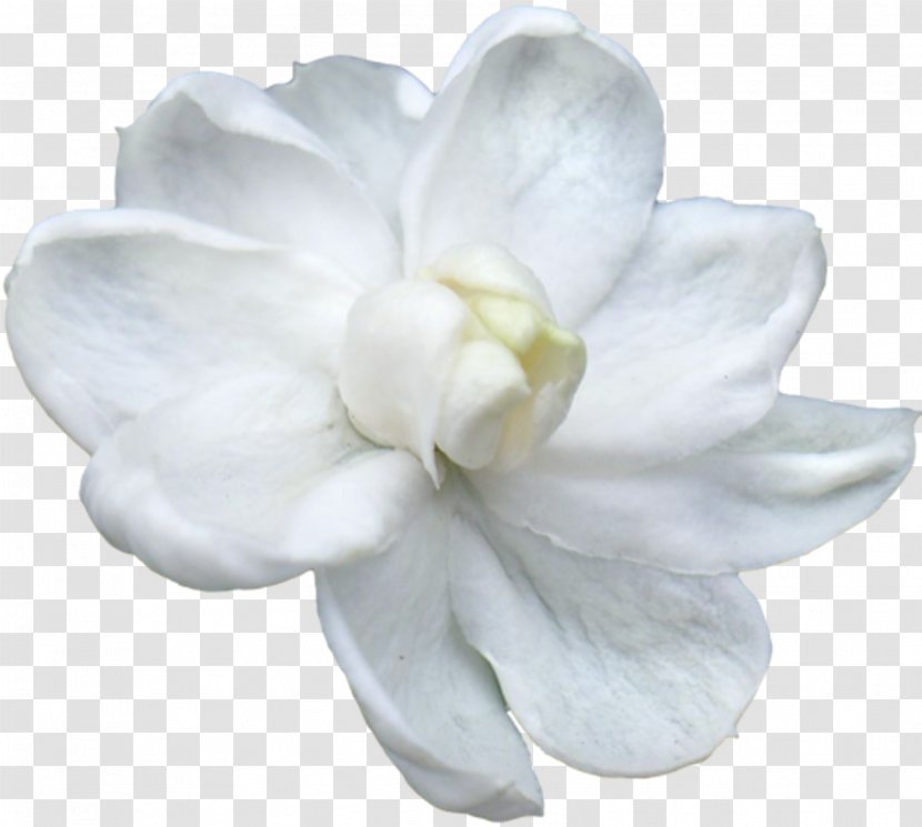 Arabian Jasmine Flower Thailand Petal Clip Art Transparent PNG