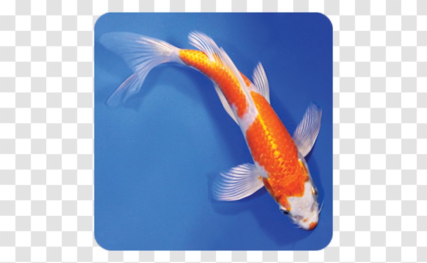 Butterfly Koi Bird Fish Pond Transparent PNG