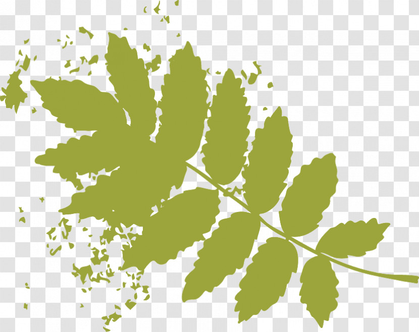 Plant Stem Leaf Flower Green Font Transparent PNG