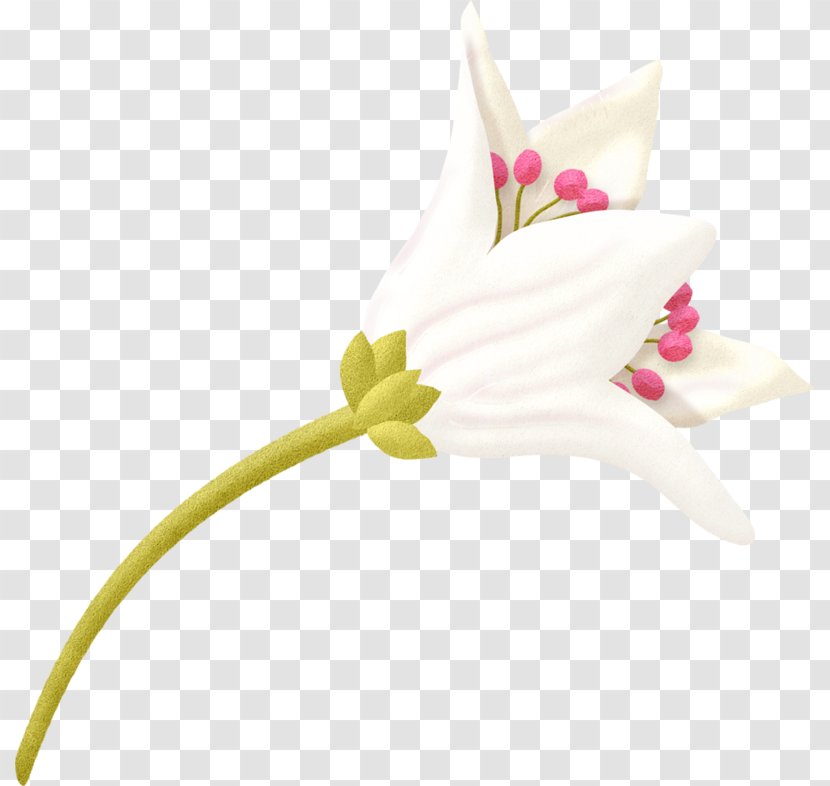 Lilium Flower - A Lily Transparent PNG