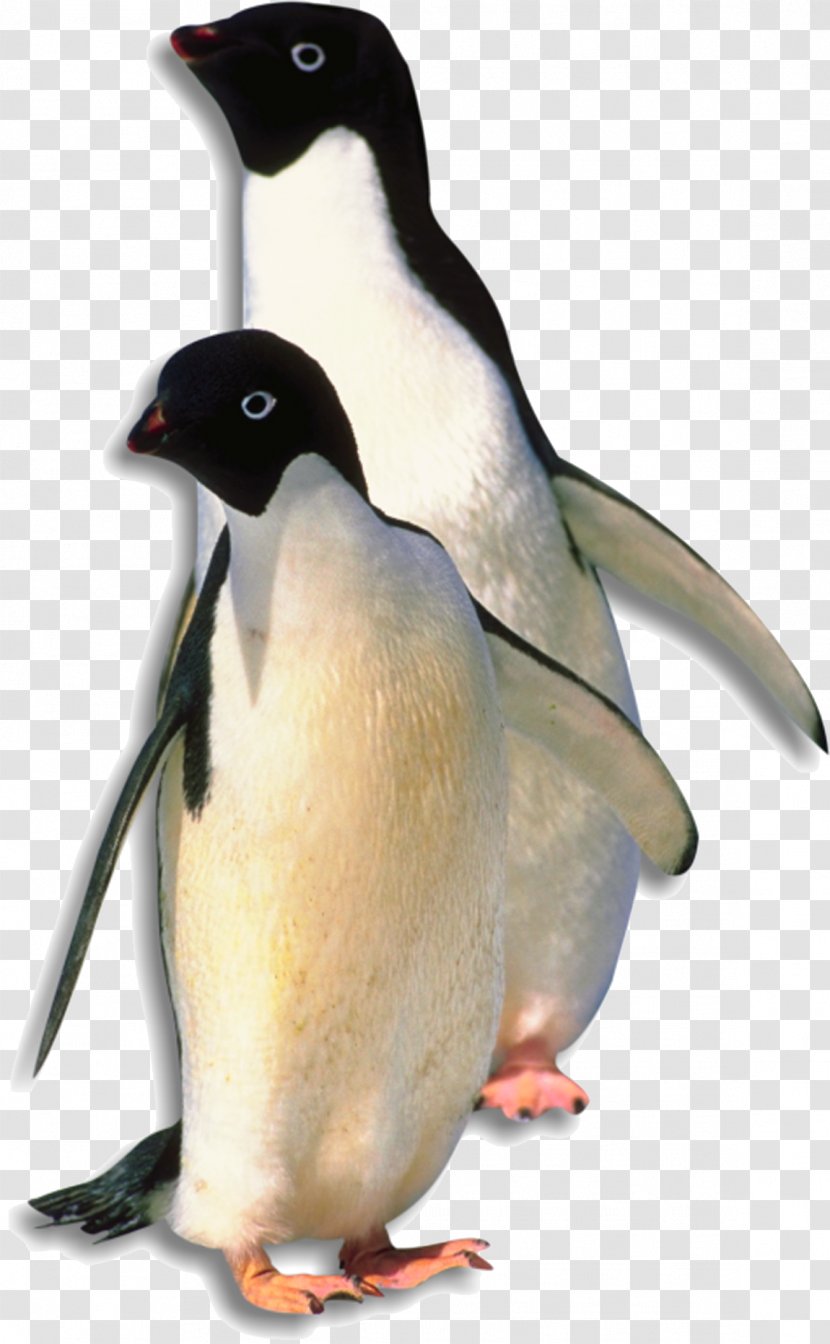 Antarctica Penguin Bird - Little Transparent PNG