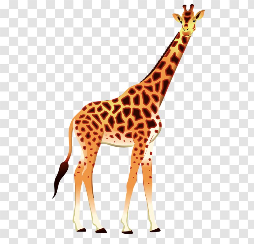 Giraffe Okapi Animal Clip Art - Terrestrial Transparent PNG