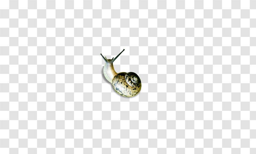 Snail Orthogastropoda Caracol - War - Snails Transparent PNG