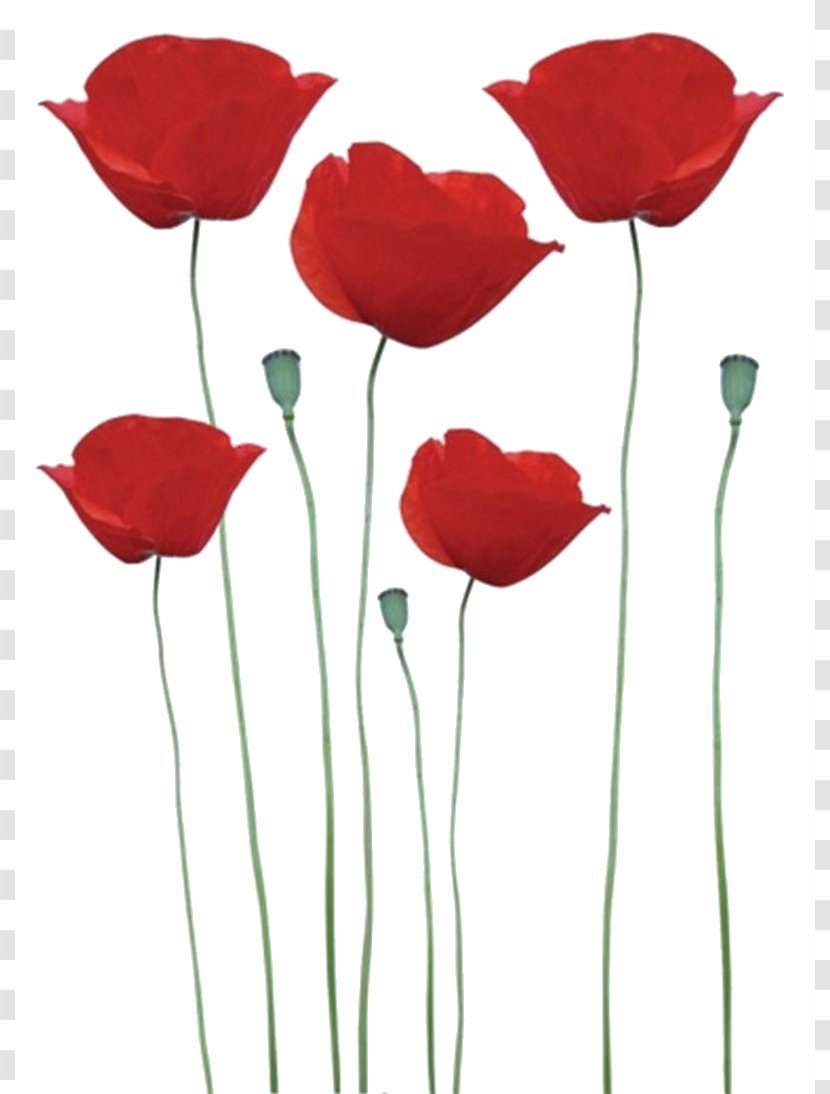 Common Poppy Flower Key Chains Remembrance - Champ De Coquelicots Transparent PNG
