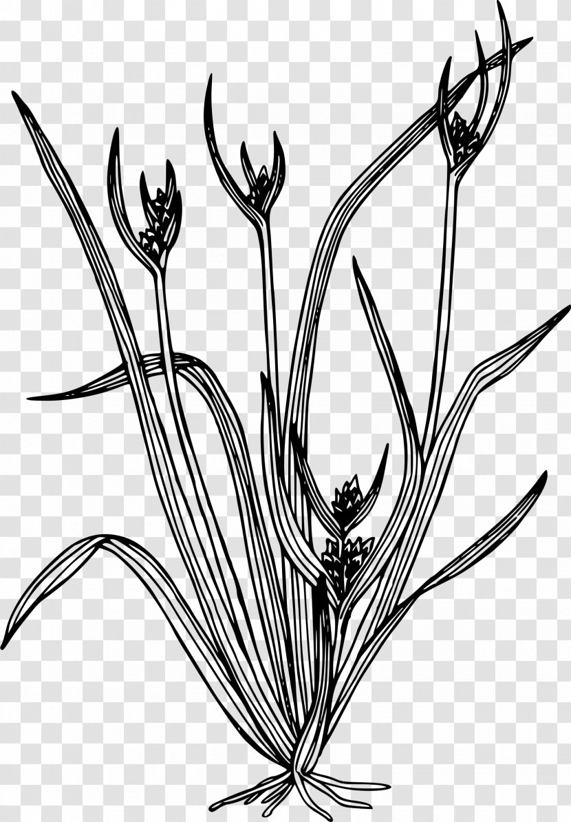 Line Art Carex Hystericina Drawing Plant Clip - Branch - Cane Thicket Transparent PNG