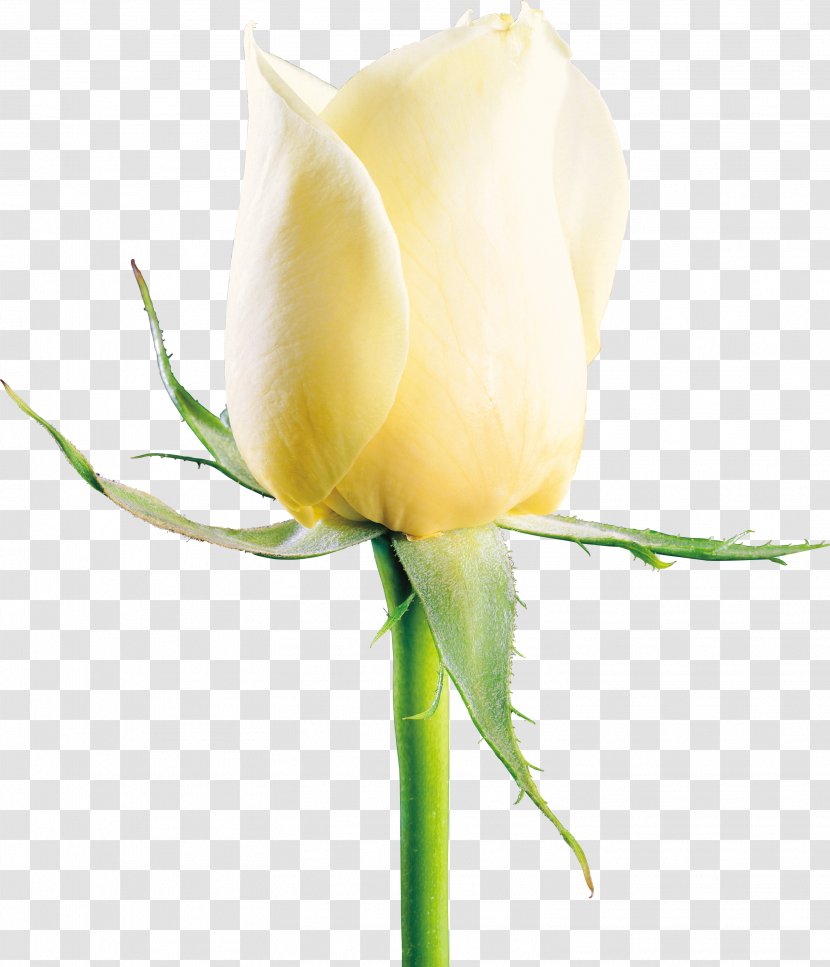 Garden Roses Beach Rose Flower Icon - Flowering Plant - White Transparent PNG