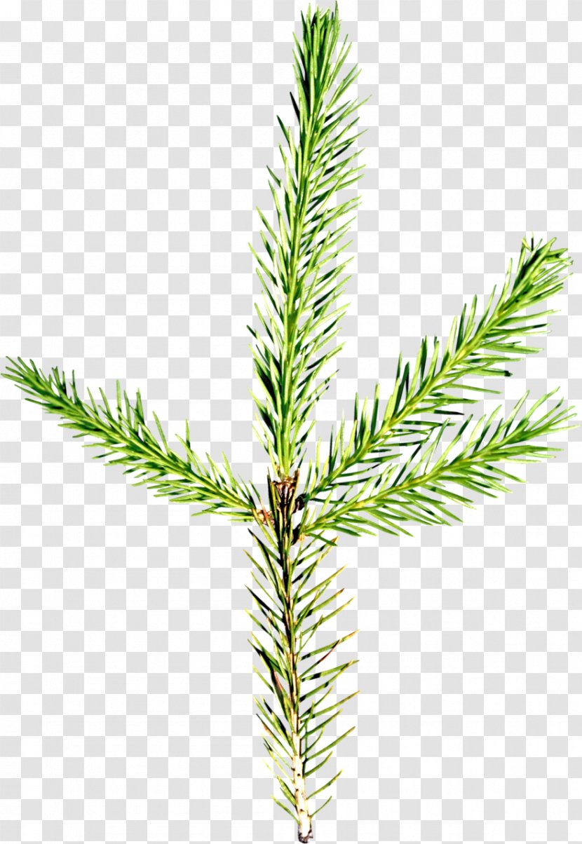 Spruce Fir Pine Larch Evergreen - Grass - Tree Transparent PNG