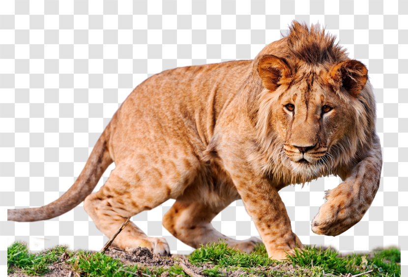 Lion Desktop Wallpaper 4K Resolution High-definition Television - Highdefinition Transparent PNG