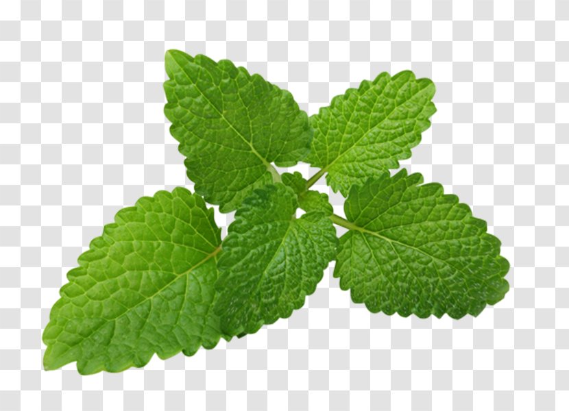 Lemon Balm Tea Plant Herb - Medicinal Plants Transparent PNG