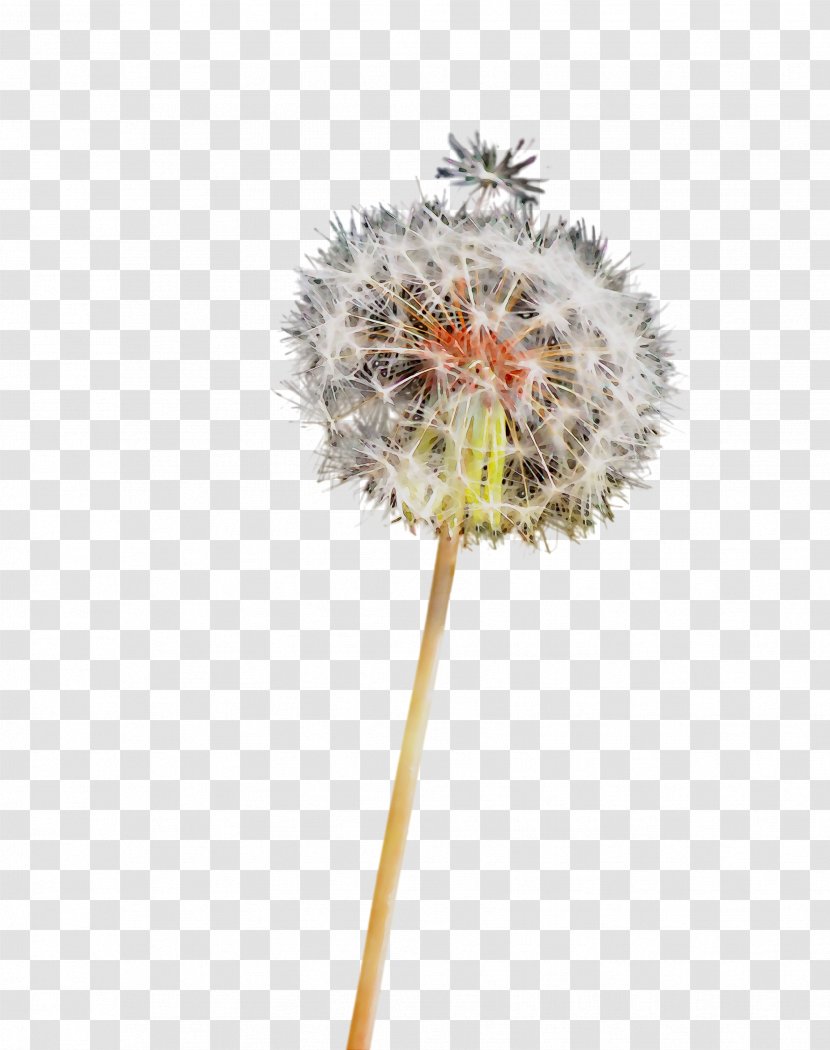 Dandelion Tree - Flowering Plant Transparent PNG