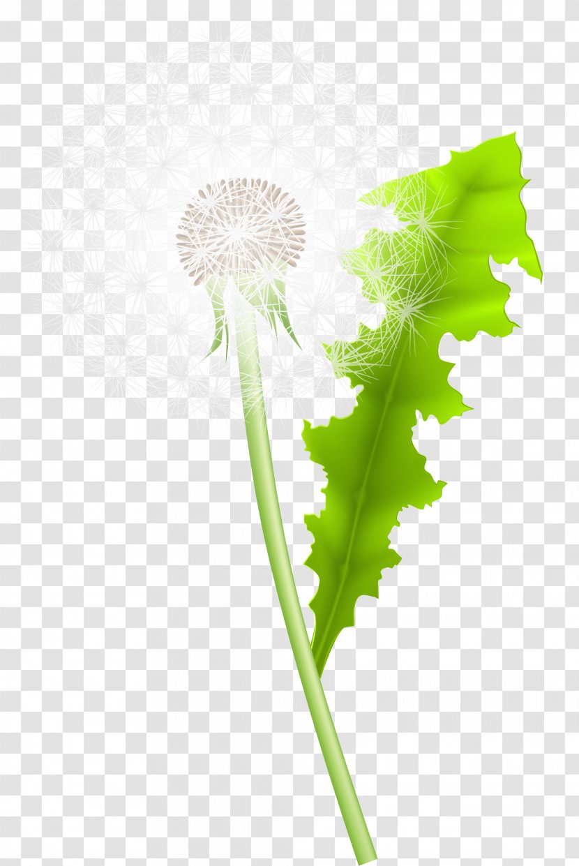 Dandelion Green Google Images - Fresh Transparent PNG