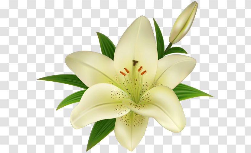 Lilium 'Stargazer' Easter Lily Clip Art - Flowering Plant - Flower Transparent PNG