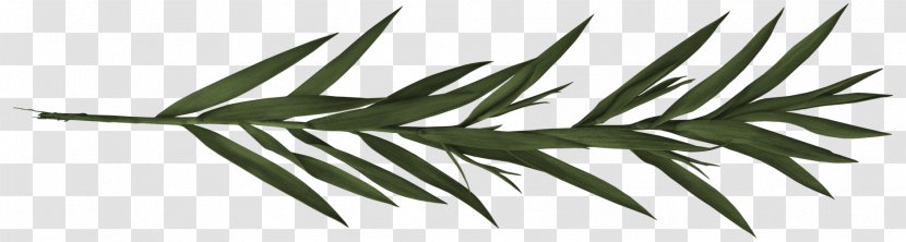Leaf Black And White Plant Stem Tree Angle - Green Leaves Transparent PNG