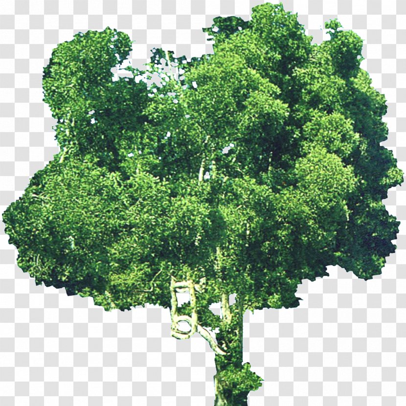 Shrub Tree Branch - Leaf - Trees Creative Element Floral Patterns Transparent PNG