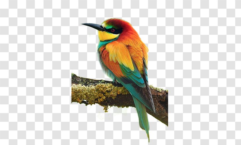 Bird European Bee-eater Parrot - Coraciiformes - Cute Little Birds Transparent PNG