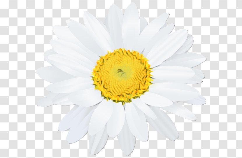 Watercolor Flower Background - Cut Flowers - Pollen Wildflower Transparent PNG