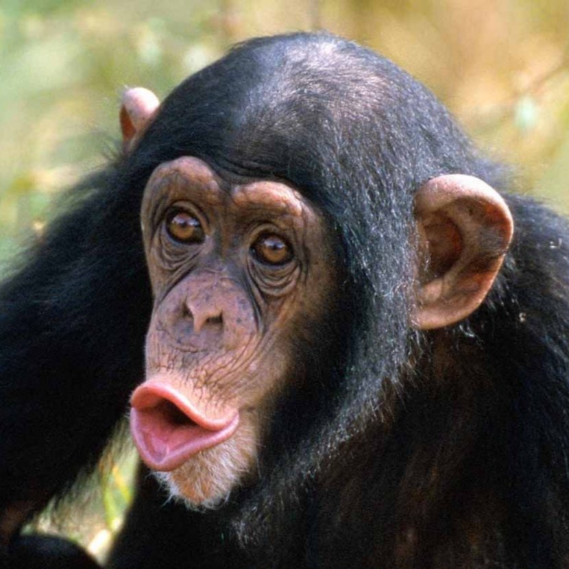 Common Chimpanzee Ngamba Island Sanctuary Primate Bonobo Gorilla - Orangutan Transparent PNG