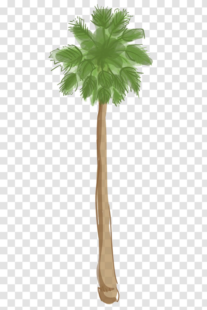 Asian Palmyra Palm Arecaceae Beverly Hills California Tree - Island Transparent PNG