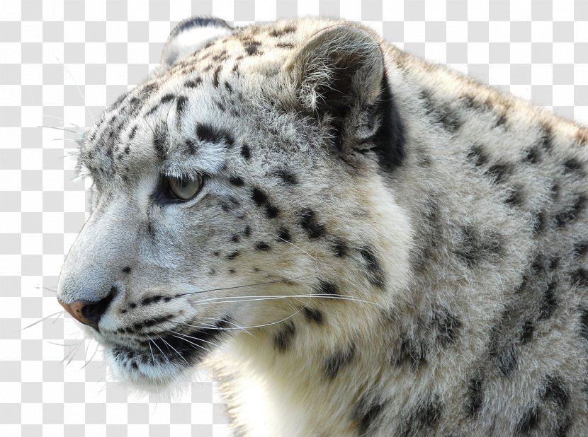 Polar Bear Leopard Gray Wolf Tiger - Terrestrial Animal Transparent PNG