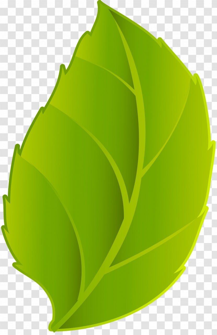 Leaf Bladnerv - Yellow - Green Leaves Transparent PNG