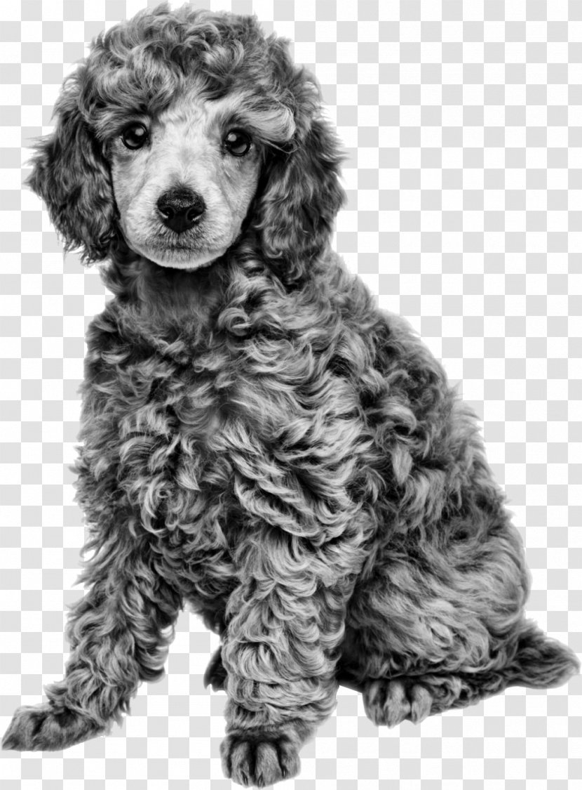 Miniature Poodle Toy Cat Royal Canin - Puppy Transparent PNG