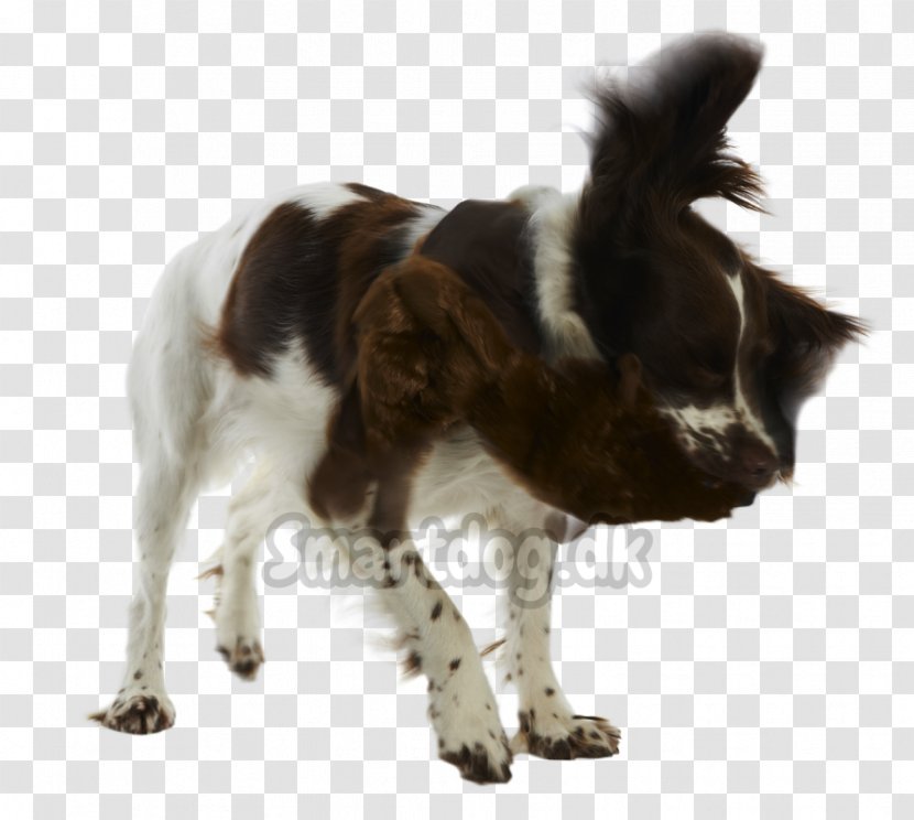 Drentse Patrijshond English Springer Spaniel Small Münsterländer Stabyhoun Dog Breed - Sporting Group - Hund Border Collie Transparent PNG