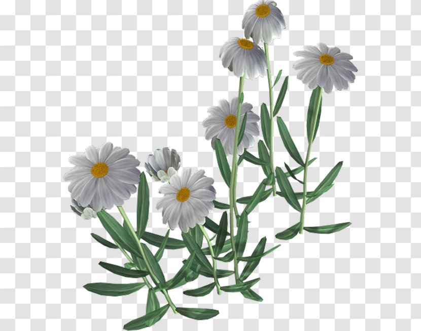 Common Daisy Flower Chamomile - Family - Beautiful Camomile Transparent PNG