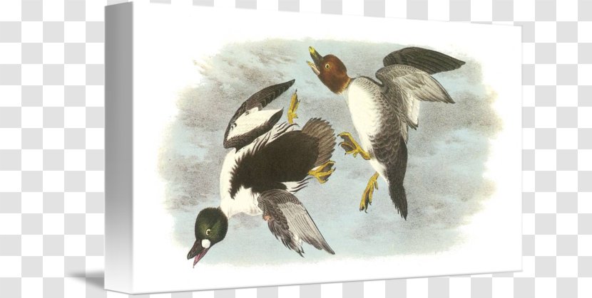 Duck Computer Mouse Mats Common Goldeneye United Kingdom - Bird - Watercolor Transparent PNG