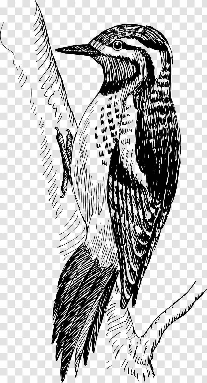 Bald Eagle Woodpecker Sapsucker Bird Clip Art - Claw Transparent PNG