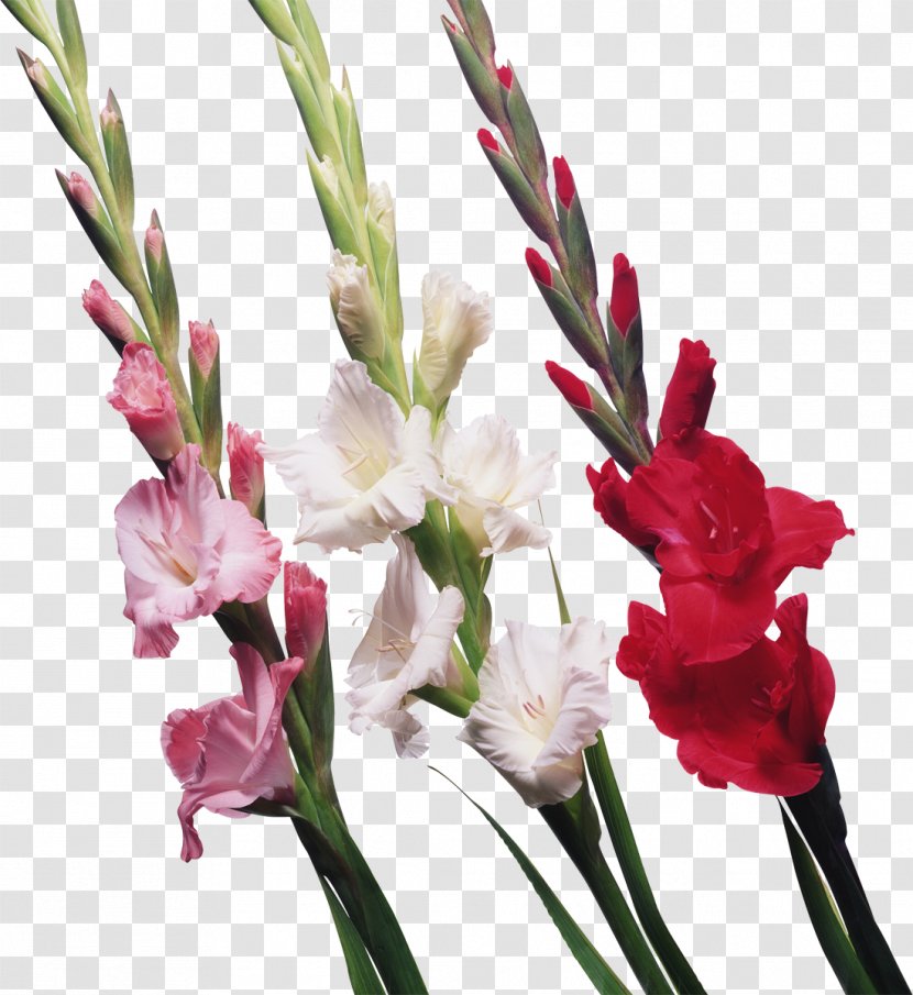 Gladiolus Display Resolution Clip Art - Bulb Transparent PNG