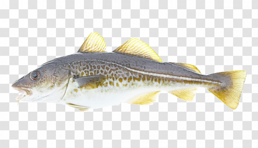 Cod Oily Fish Atlantic Cod Salmon Fish Products Transparent PNG