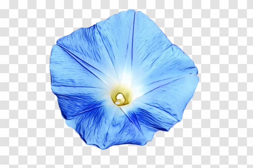 Beach Moonflower Cobalt Blue Flower Petal Morning Glory Transparent PNG