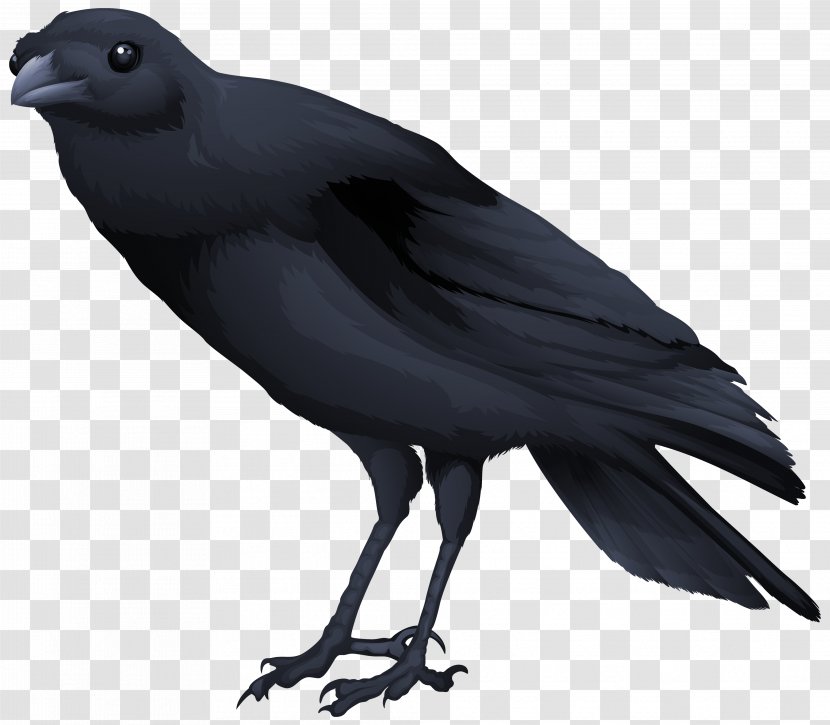 Common Blackbird Clip Art - Perching Bird - Black Clipart Image Transparent PNG