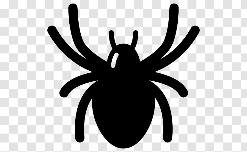 Spider - Insect - Arachnid Transparent PNG