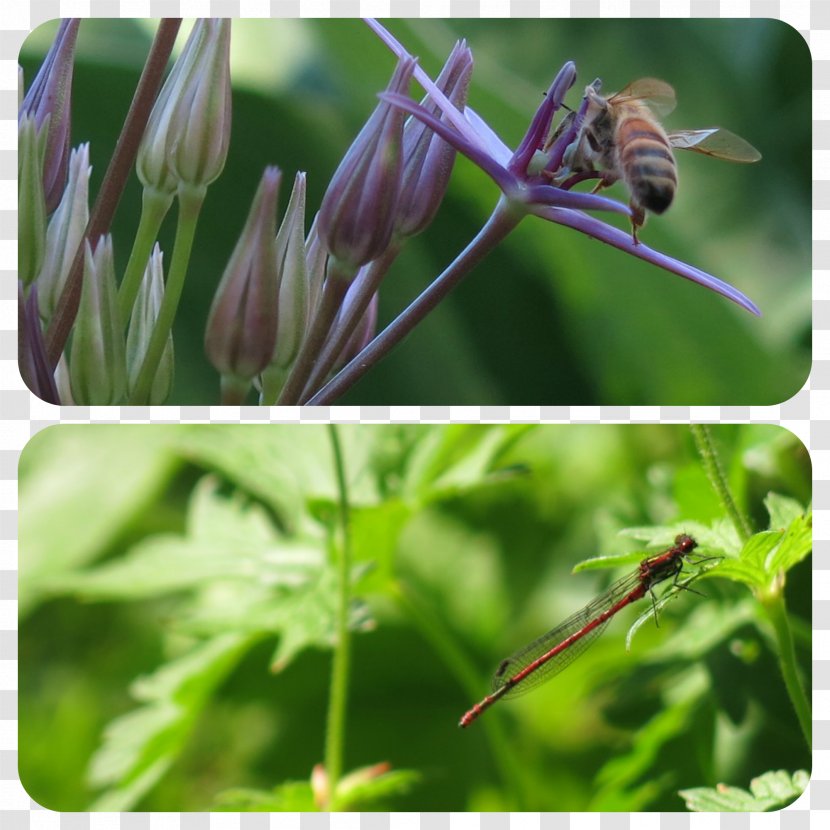 Nectar Insect Pollinator Pest Herb - Organism - Uh Transparent PNG