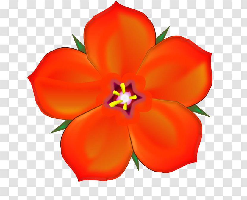 The Scarlet Pimpernel Anagallis Arvensis Drawing Clip Art - Peach - Royaltyfree Transparent PNG