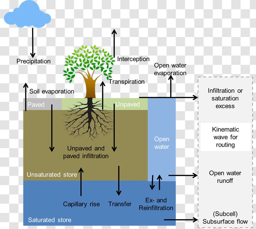 Line Water Tree Angle Diagram - Organism Transparent PNG