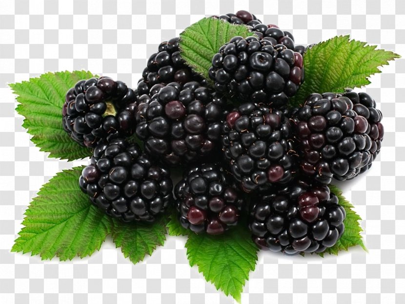 Fruit Mulberry Food Nutrition - Brambles - Blackberry Transparent PNG