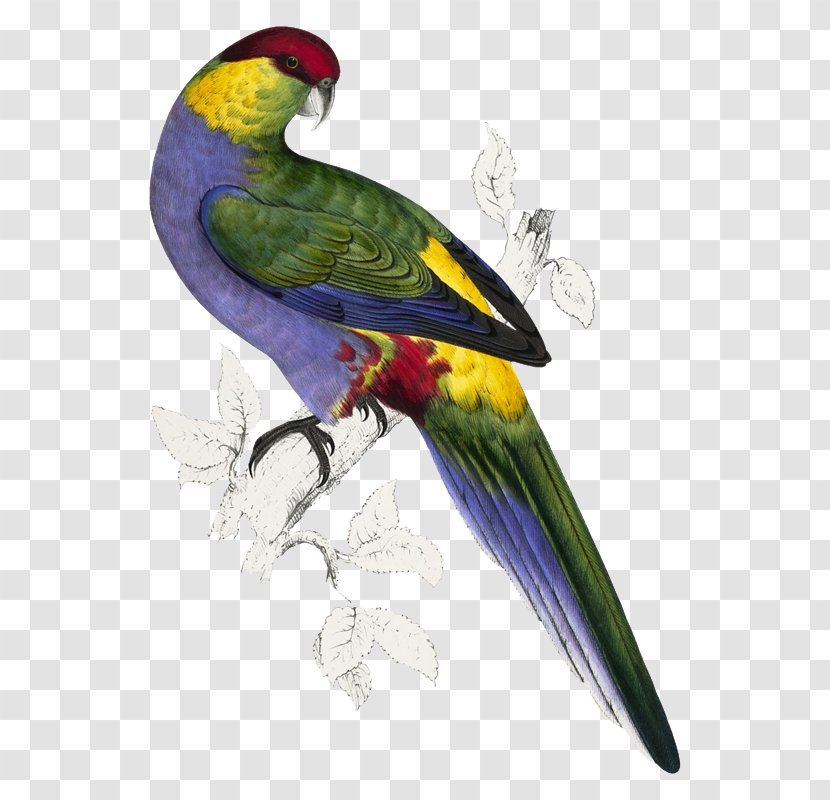Illustrations Of The Family Psittacidae, Or Parrots Bird Edward Lear - Perico - Red-capped ParrotBirds Parrot Transparent PNG