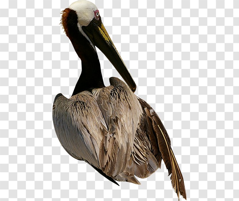 Pelican Bird Goose Owl Transparent PNG