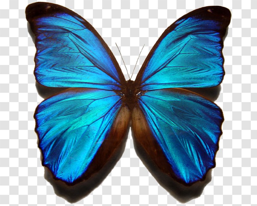 Butterfly Morpho Menelaus Insect Peleides Clip Art - Frame - Ephedra Sinica Stapf Transparent PNG